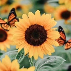 Meet your Posher, Ashlie